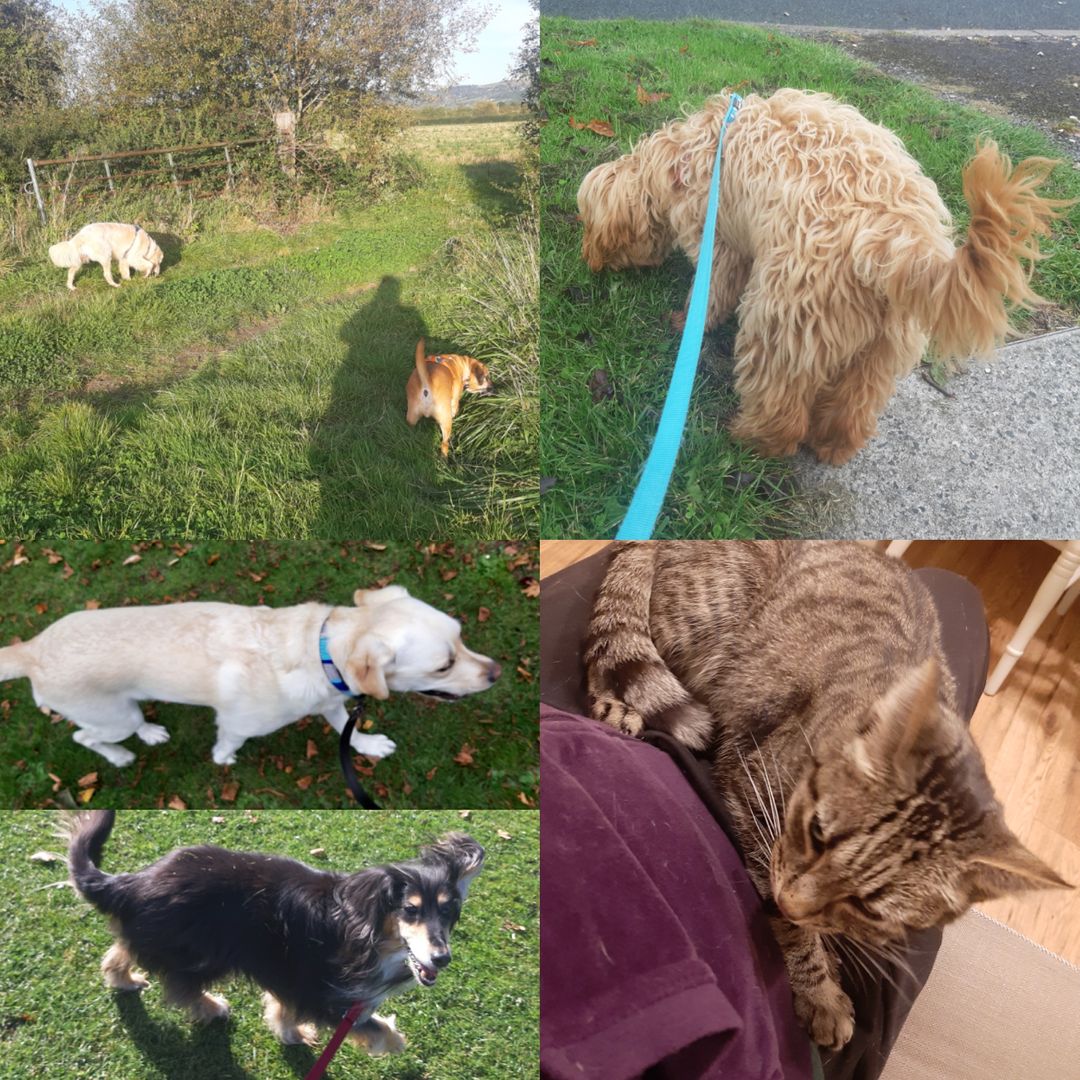 PittvillePets's tweet photo. Rain rain go away! Bit brighter today, thankfully!
I hope these photos from last week brighten up your Monday ☀️🥰🐕
#Dogs #CheltenhamDogs #CotswoldDogs #DogWalking #DogsOfTwitter https://t.co/3lFM7FaqNd