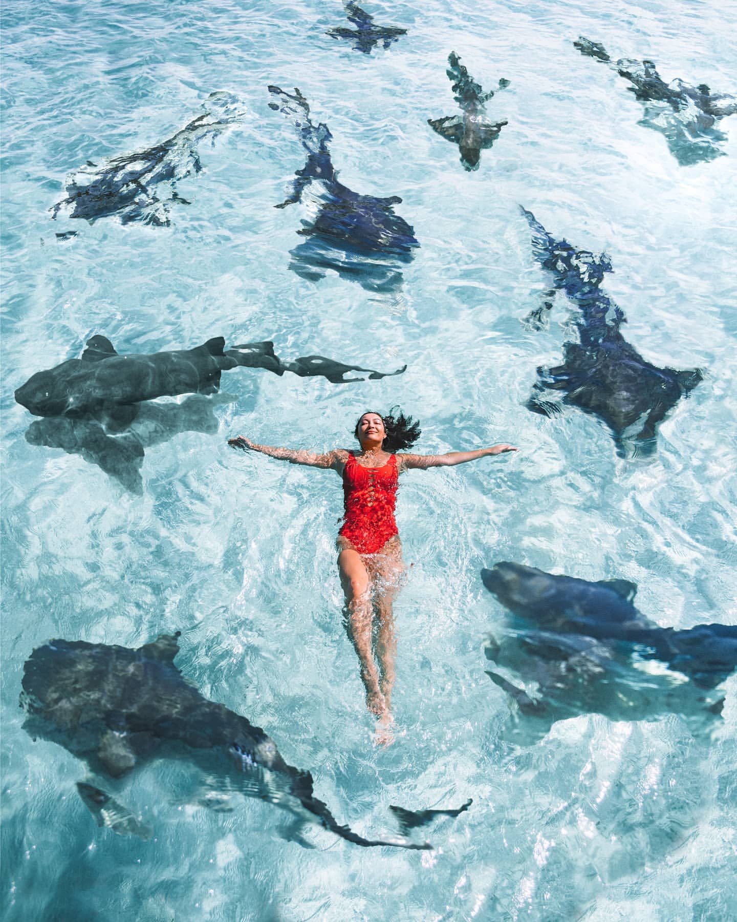 Buyma Travel 海外プライベートツアー予約 サメと泳げる 驚きのビーチ Inバハマ カリブ海が美しいバハマの無人島 Compass Cay は インスタで人気上昇中のスポット なんとサメと一緒に泳ぐことができるんだとか 次の旅の計画の参考に