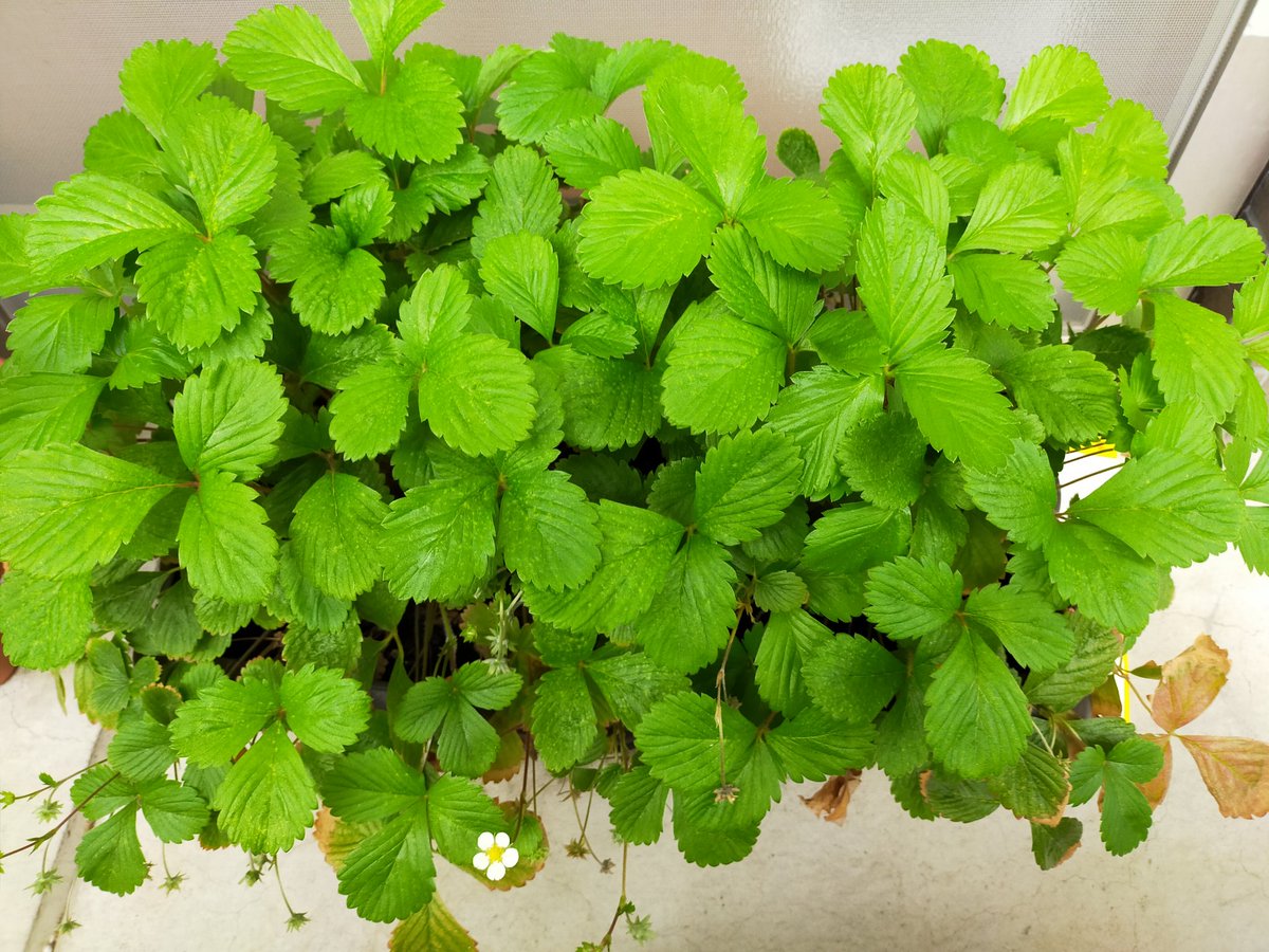 としき ワイルドストロベリー 111日目 また1つ花が咲いてた ワイルドストロベリー 家庭菜園 としき ワイルドストロベリー 111日目 また1つ花が咲いてた ワイルドストロベリー 家庭菜園