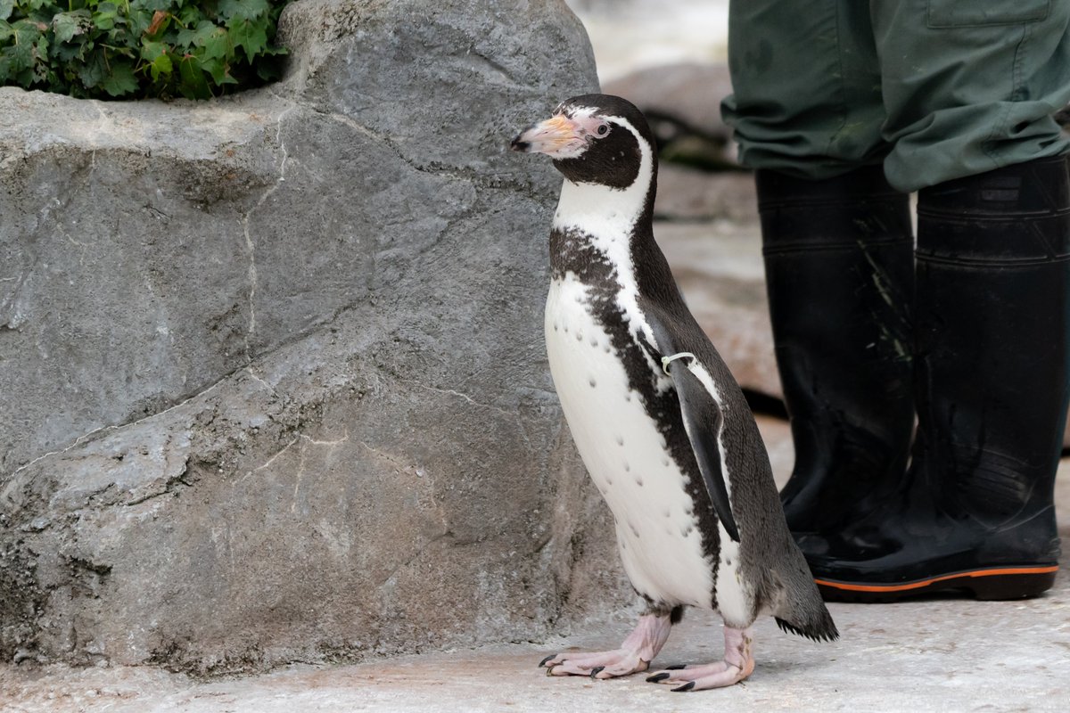 曰比谷 Pengin 東武動物公園 けものフレンズ コラボの描き下ろしイラスト出演ペンギン達のバンドに頼らない見分け方 えだまめ くちばちと足がピンク ささだんご くちばしが曲がってる パッタイ くちばしが長くて斑点が少ない ビール 斑点が多い
