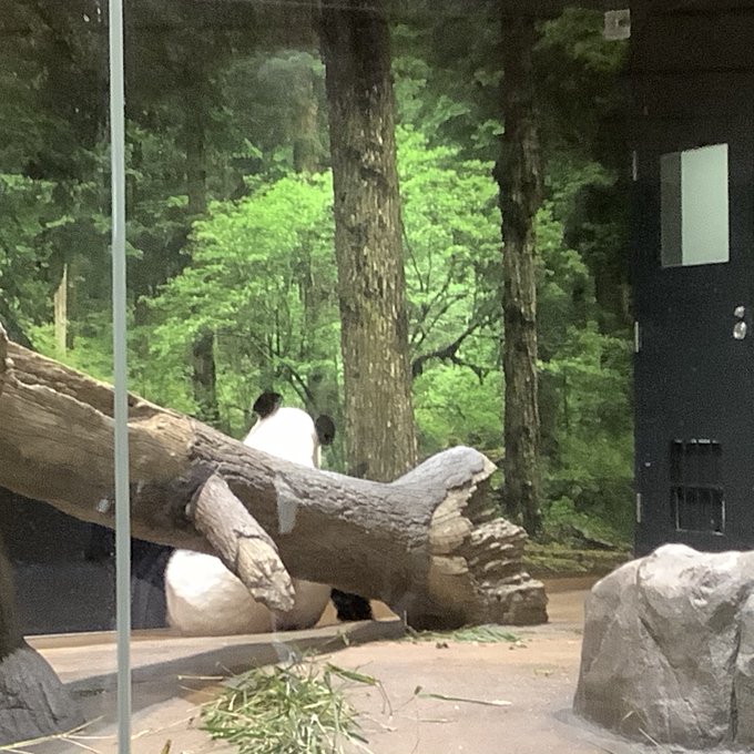 パンダの森のtwitterイラスト検索結果