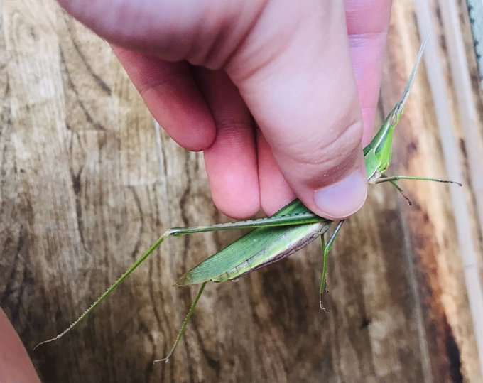 バッタのtwitterイラスト検索結果