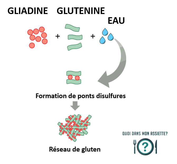 C'est un réseau élastique formé par le mélange de 2 protéines du blé qui interagissent avec l’eau : la gluténine et la gliadineCes gliadines ne sont pas complètement digestibles par les enzymes intestinales. Le gluten est utilisé pour ses propriétés viscoélastiques en IAA