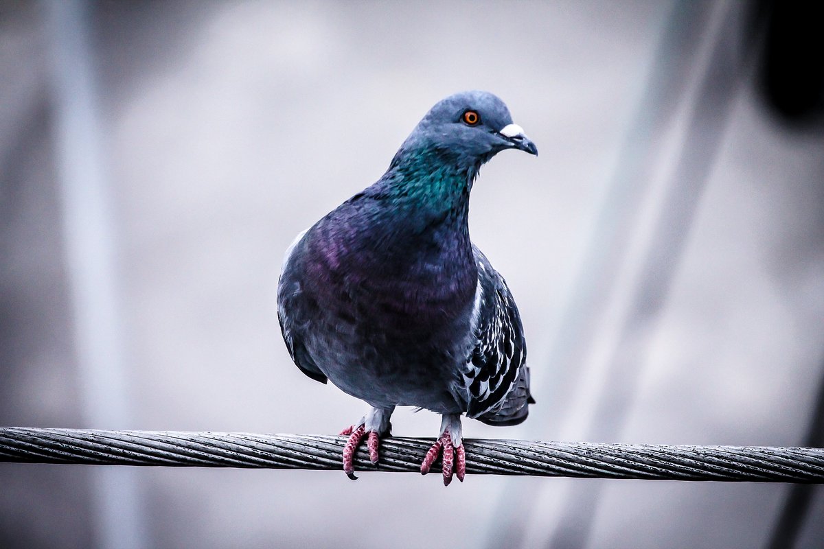 Satdi_UMH's tweet photo. Un grupo de investigación de la @ruhrunibochum descubre la estructura cerebral de las #aves #superinteligentes. Nuevo post en el blog del #satdiumh 👇 https://t.co/AsNrkQOeH5 #umh https://t.co/LfeS16ODoW