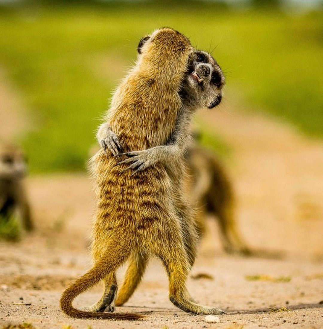 Just some meerkats hugging in a time we cannot. Hugs from this little guy to anyone who needs it #hugs #support #mondaythoughts #YouAreNotAlone @RespectYourself