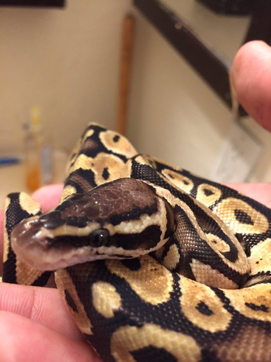 Vladimacgawr's tweet image. This is my Ball python (pastel morph) his name is pastel! #ballpython #pastelballpython #snakes #reptiles