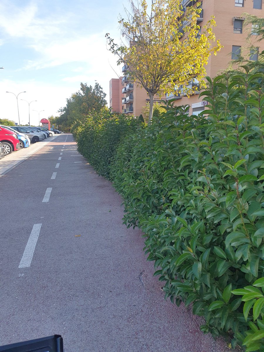 crispy7612's tweet photo. Podéis pasaros por avda libertad, donde carpe diem, enfrente del Creaa y darle un repasito? Os lo agradecería enormemente hay zonas que invade el carril bici. 

Porfis!! Buen lunes https://t.co/uaRWymVFq5