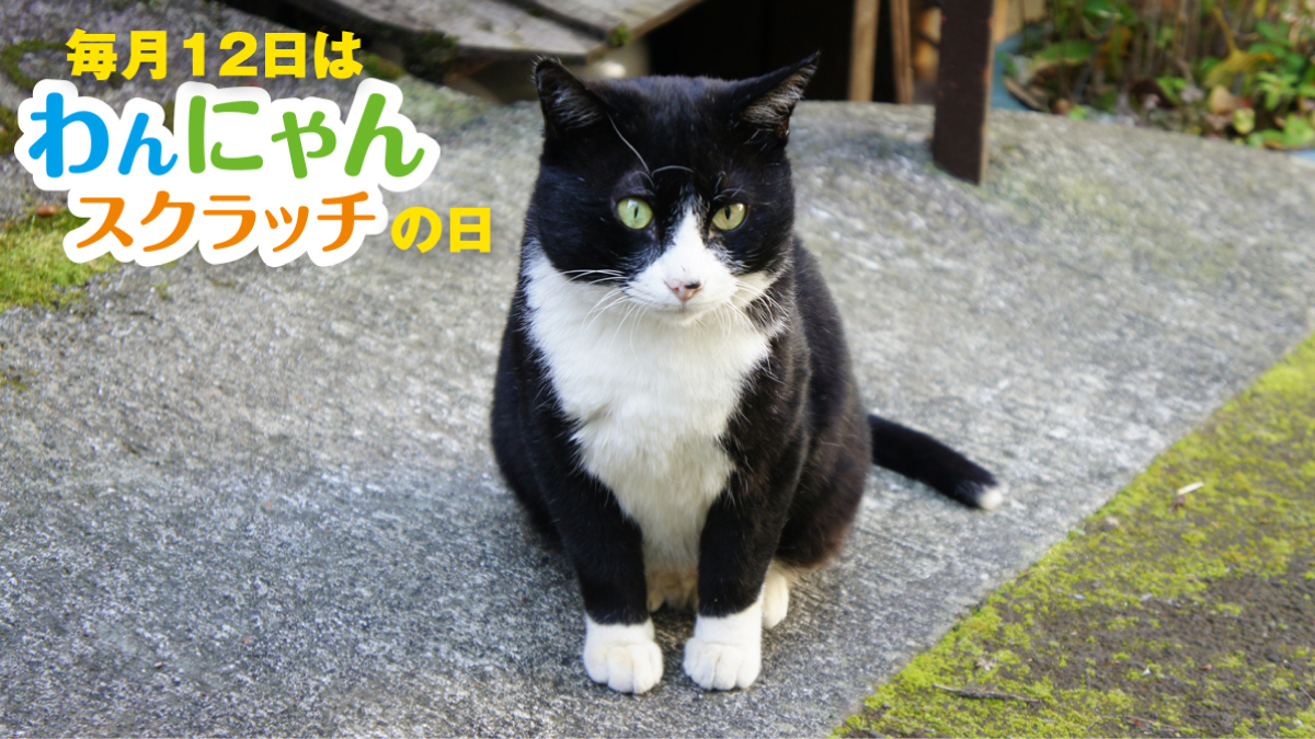 宝くじ公式アカウント 毎月12日は わんにゃんスクラッチ の日 足先の毛色が異なる柄の猫は 靴下猫 や 足袋猫 と呼ばれます あなたのウチのにゃんこは どんな柄のソックスですか コメントで 靴下猫 足袋猫 自慢を お待ちしてます