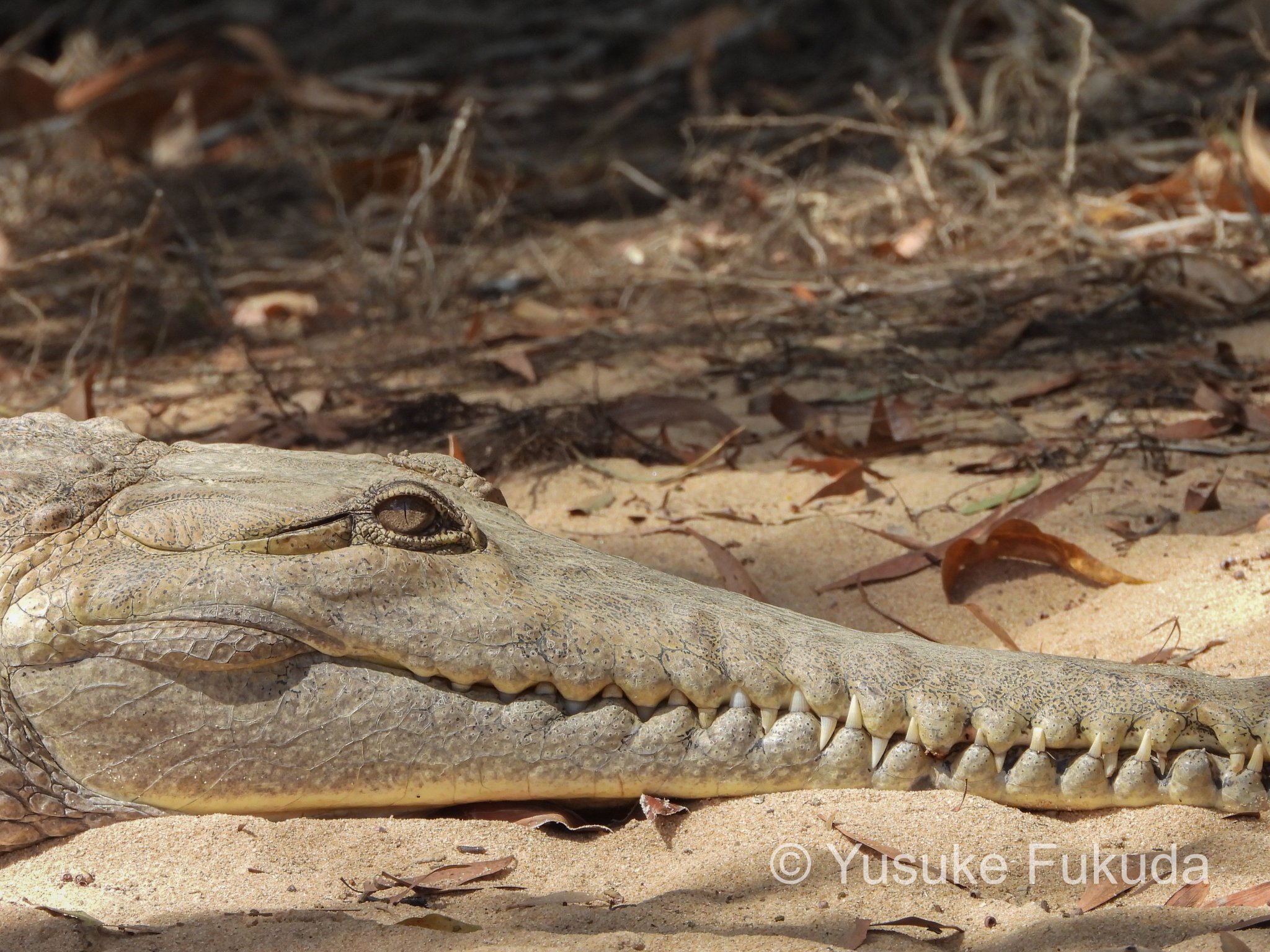 地球を食べるワニ Throw a chunk of deer meat into a 5m giant crocodile - YouTube
