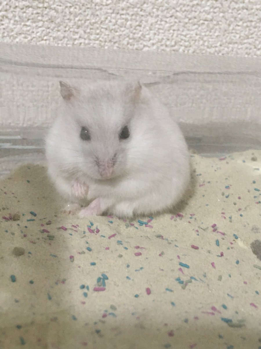 PSVueS3dIuRhEW2's tweet image. 「ほぇ？」