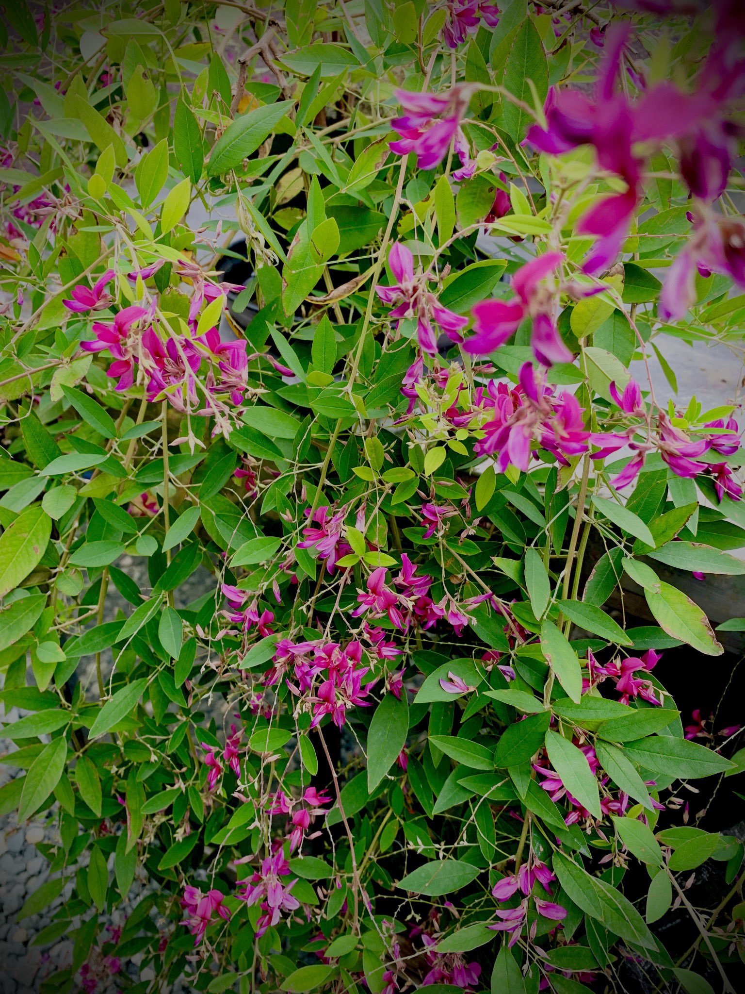 宮城野萩 Twitter Search Twitter