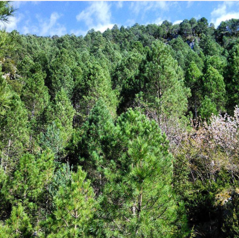 ingdemontes's tweet photo. La gestión #forestal tendrá más peso que el clima en el rendimiento de los bosques, según reciente estudio
https://t.co/wAvYPOLVs0 https://t.co/teZRXJWiAc