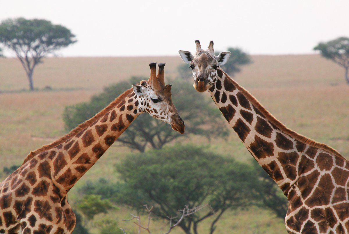The plight of Africa’s #giraffes has been hidden amid a global focus on saving keystone species, such as the rhino and elephant. But giraffes are under serious threat of extinction. Today, you can #StandTallforGiraffes - kidsaap.org/stand-tall-for…