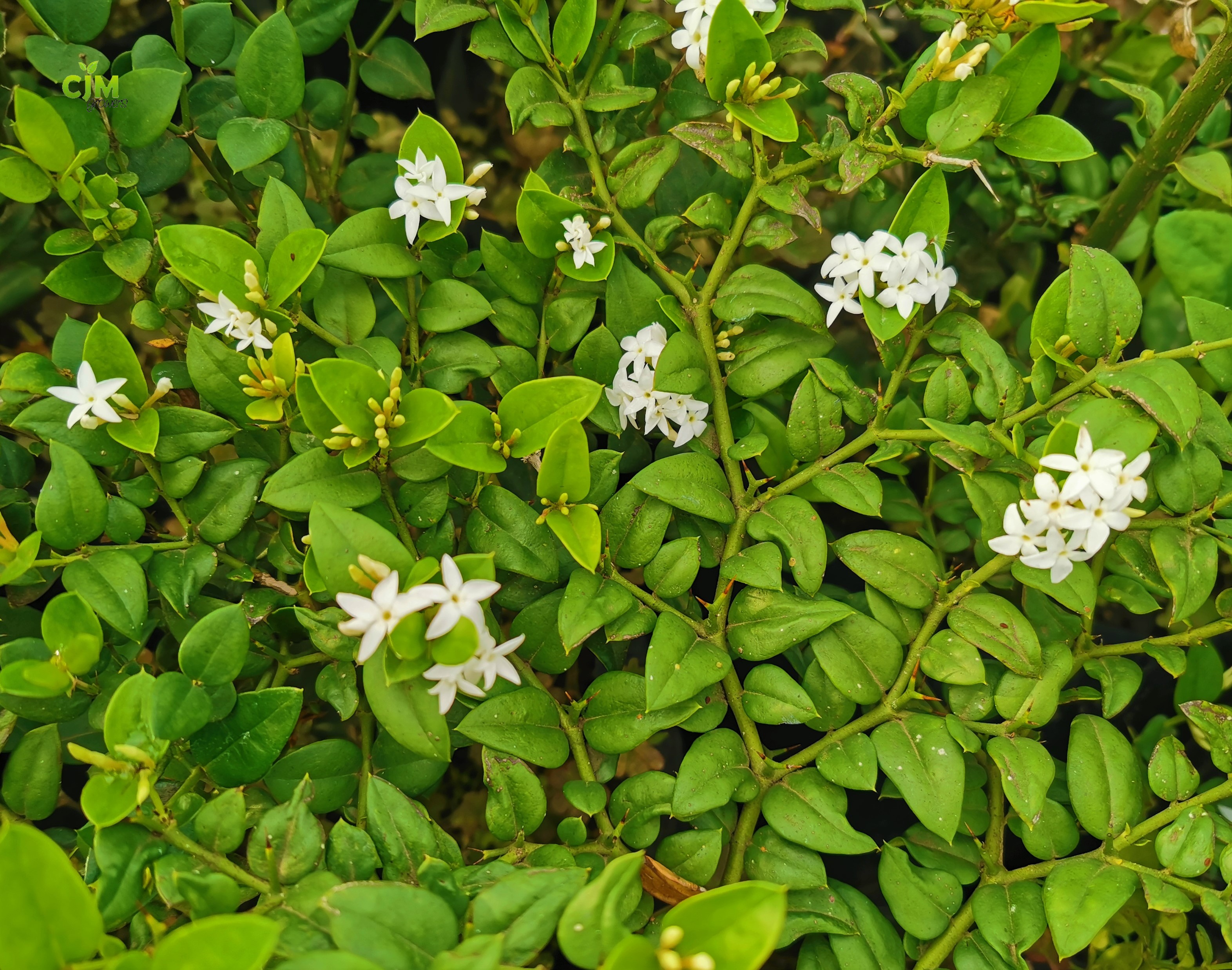 CJM GROWERS on Twitter: "Forest num-num (Carissa bispinosa) A lovely, tough  perennial shrub or small tree. #white #forests #plants #plantsphotography  #secretgarden #wallpaperaesthetic #outoorprojects #modernfrontyard  #wildflowers #flowers #flower ...