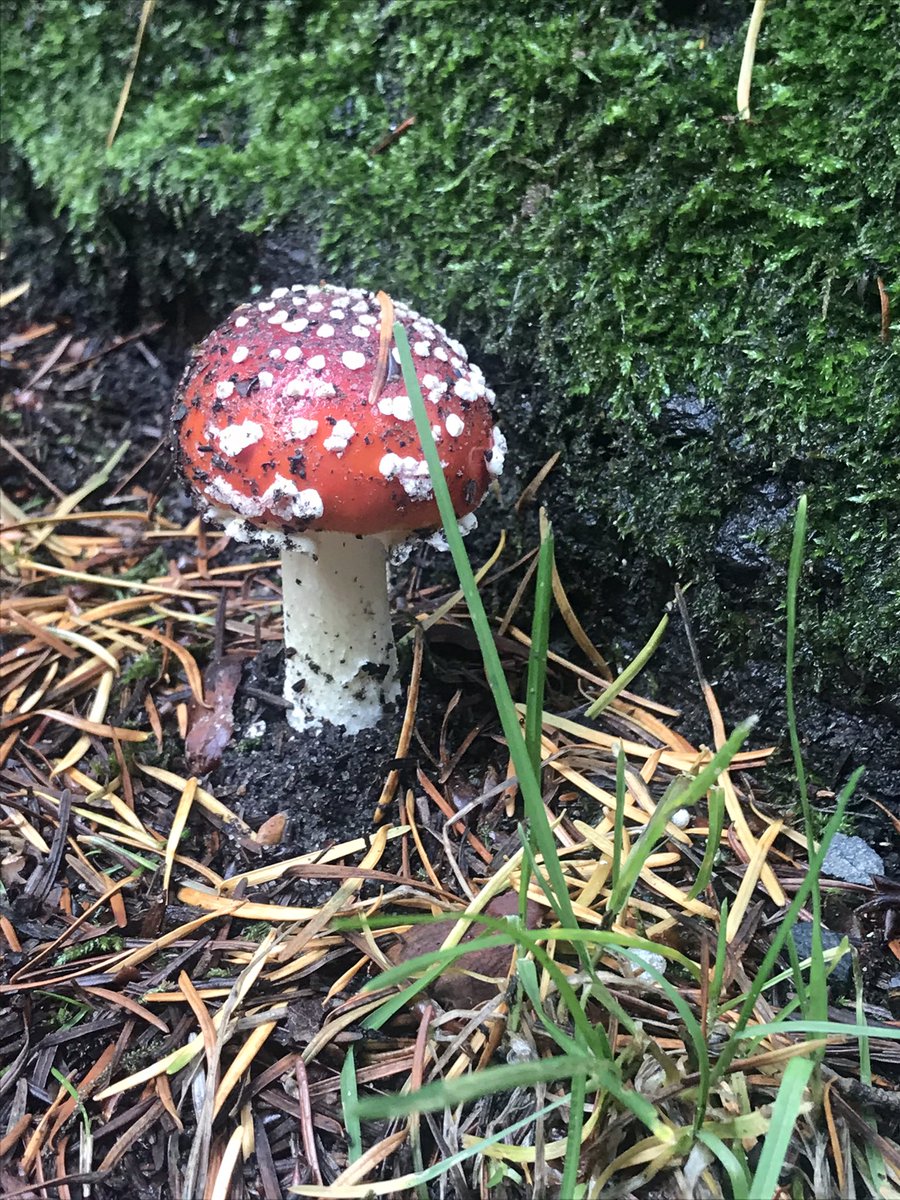 tracy_perrie's tweet photo. @NTcragside first time I’ve seen a mushroom/toadstool like this! Thought they only looked like this in cartoons 🙈 Wonderful (and safe) day visiting yesterday! Very interesting reading the information boards around the house about the impact of the current pandemic. https://t.co/Ga11ZWRmvb