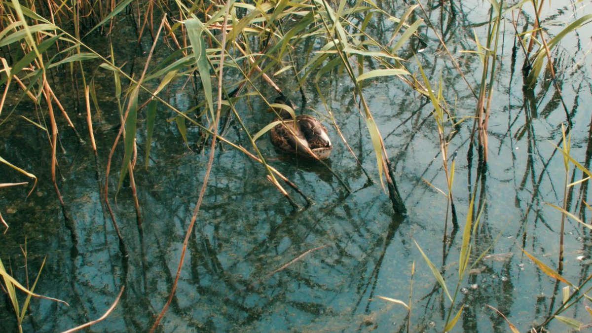 This fragile ecosystem also supports rare bird species, including lapwings and bitterns, as well as supporting threatened mammals such as water voles and otters, which thrive in this watery landscape.