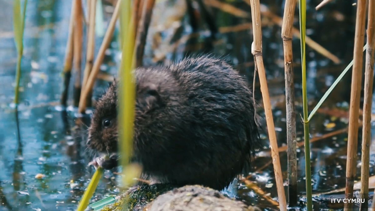 This fragile ecosystem also supports rare bird species, including lapwings and bitterns, as well as supporting threatened mammals such as water voles and otters, which thrive in this watery landscape.