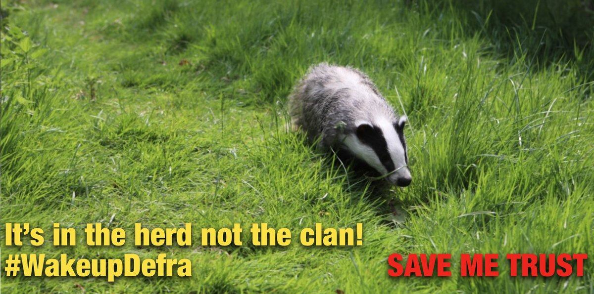 It's in the herd not in the clan.  Find out more here and  sign our call  for a full audit and PLS share. The cull is bad for cattle, badgers and farmers.   #wakeupdefra save-me.org.uk/save-me-trust-…