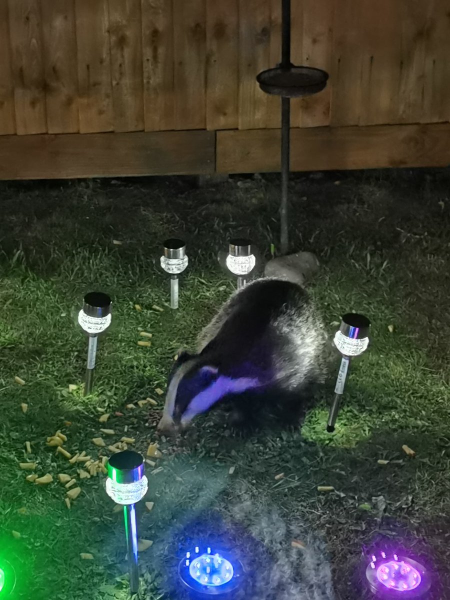This badger &amp; her social group are visiting at least 3 gardens that we know of on the edge of a Somerset town. Everyone is thrilled to see them arrive almost every night. #badgermonday