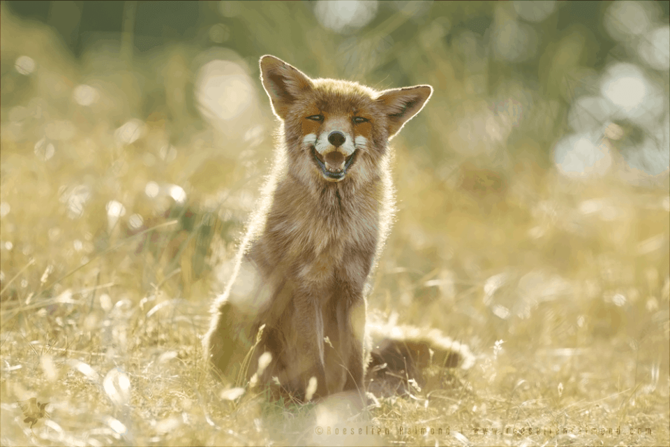 FurFreeAlliance's tweet photo. BREAKING NEWS: Israel to ban #fur trade 🇮🇱😻Yesterday the Israeli Minister of Environmental Protection announced to end fur sales and called exploiting the skin of wild animals for the fashion industry "immoral" 🚫#FurFreeIsrael #MakeFurHistory Read more➡️ https://t.co/sIQsnlJUci https://t.co/7s4ziIAtDJ