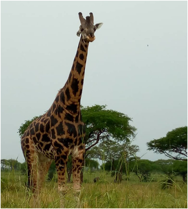 MillenniumTour_'s tweet photo. Pretty close to the wildlife on our game drives!
#wildanimalsafari #wildernesssafari #wildsafari #gamedrives #bestdestinations #privatesafari #touragency #travelitinerary #gamesafari #wildlifeseekers #seewildlife #summersafari #groupsafari #eastafricasafari #millenniumtour https://t.co/242PKlVXts