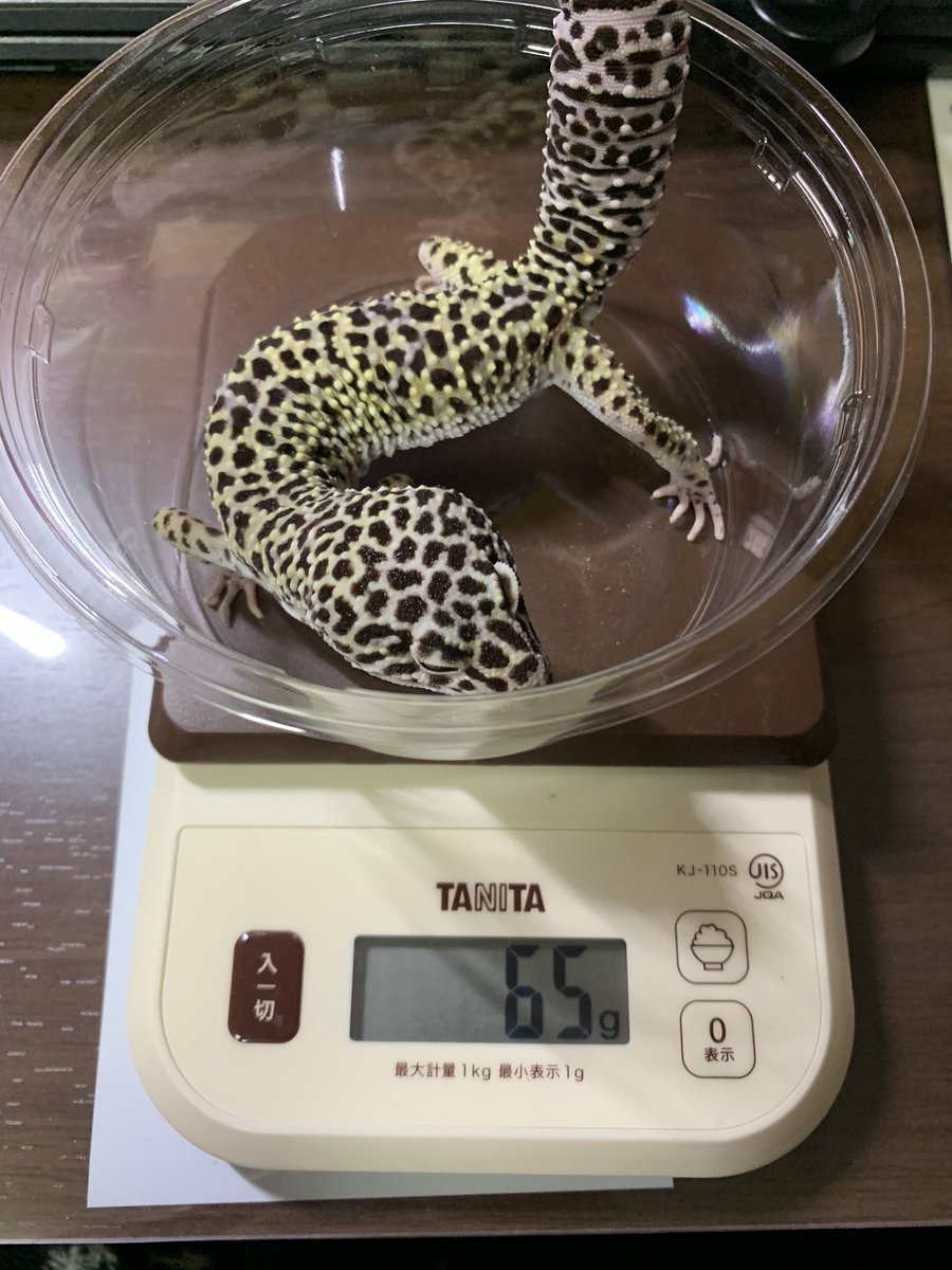 Saturn_milk's tweet photo. 一名測定不能

雌の尻尾の付け根の白っぽいやつはなんだろう
感触は柔らかかったけど https://t.co/9O5BwEm8f4