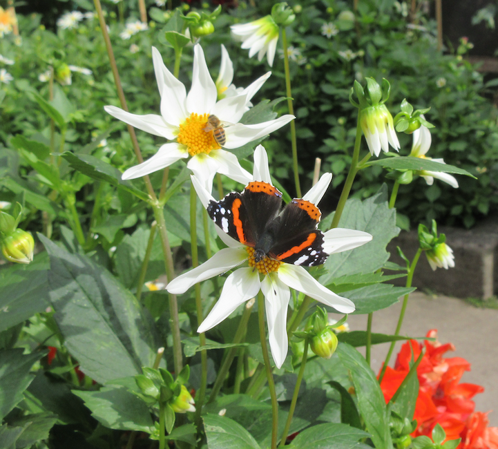 PlantNetwork's tweet photo. Calling all PlantNetwork members: we have a brand new members area on the website, accessed from the log in button at the top right hand corner of the window. Get the latest newsletter, up-to-date recruitment notices and lots of other resources only available to members. https://t.co/8ZjDBWn7Eu
