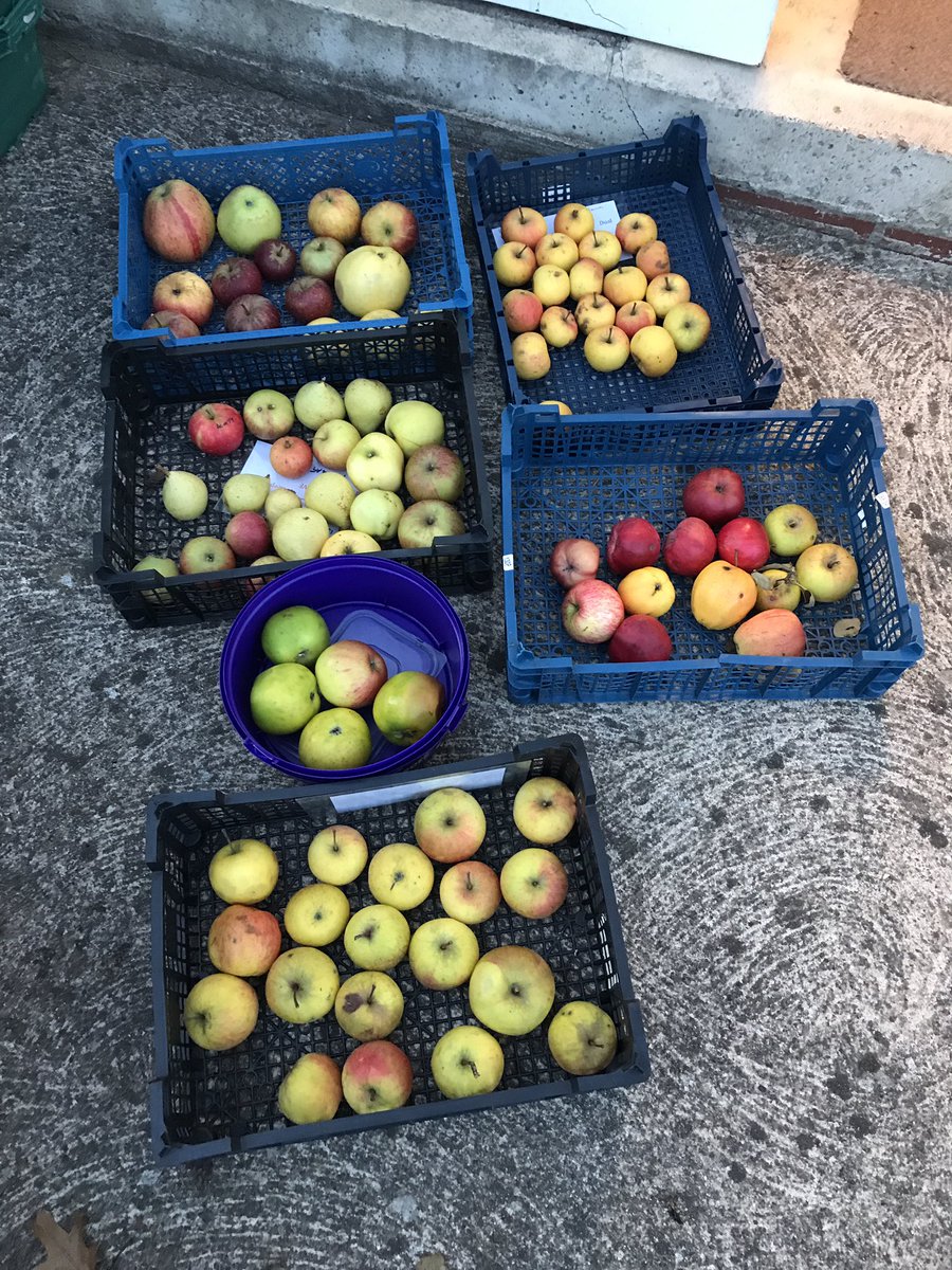 I had a little ID marathon yesterday as I have amassed a ridiculous amount of apples over the last few weeks, and really need to sort them out.This is but a small selection of them 