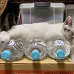 これを見れば納得？!猫除けペットボトルが廃れてしまった理由!