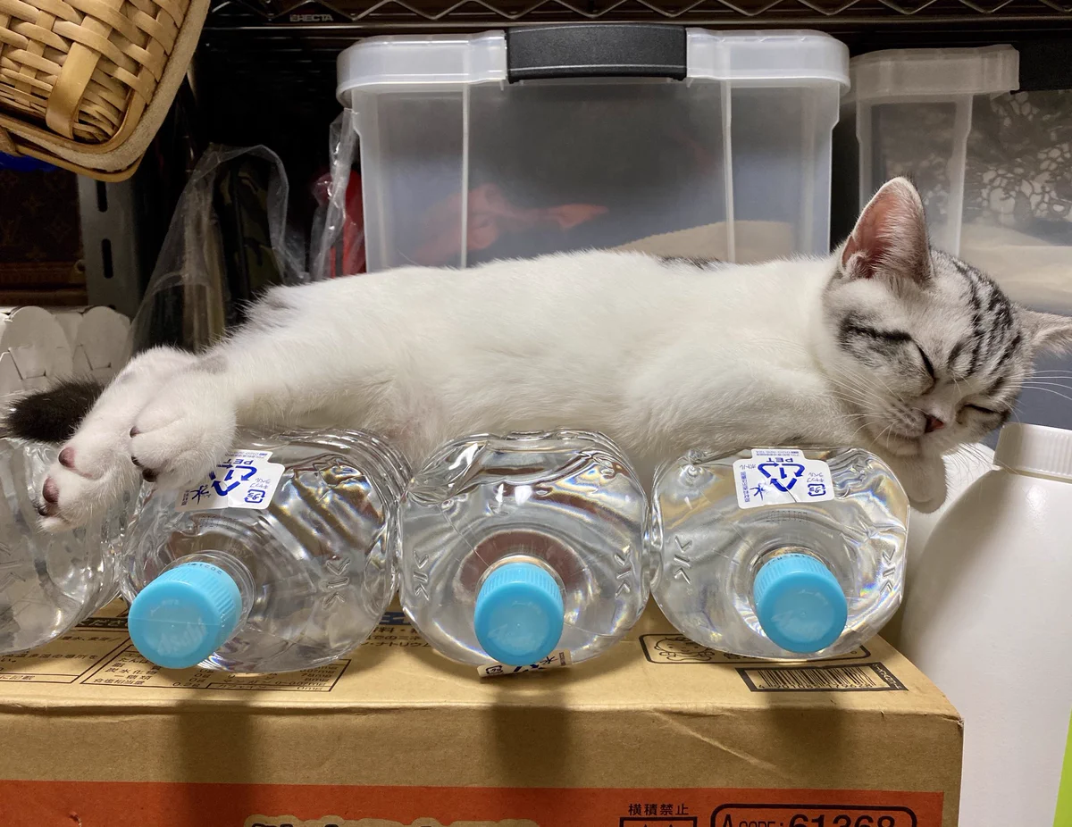 これを見れば納得？www猫除けペットボトルが廃れてしまった理由！www
