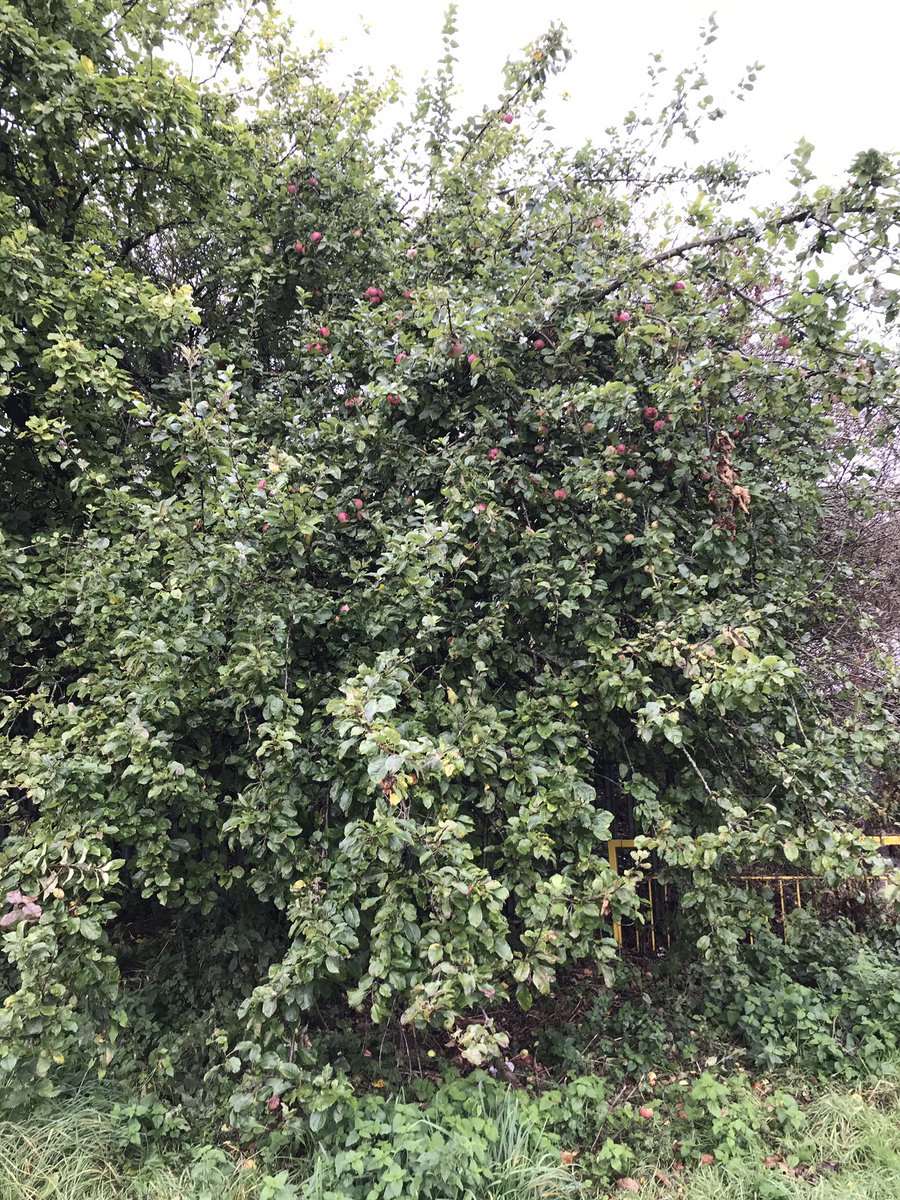 This is one  @singingfoodie flagged up. It’s on little hob moor behind the fence of the railway line. Again tricky to know origin of. Seems to share a lot of characteristics with Monarch which is a dual purpose Apple.