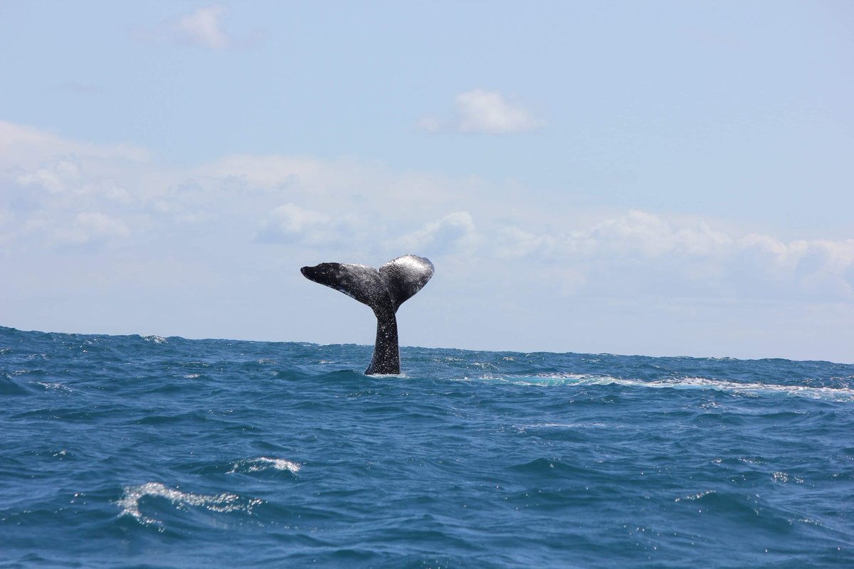 MillsCharters's tweet image. Ancestral mammals returned to the ocean around 60-50 million years ago, evolving into our current day marine mammals. During this evolutionary process and despite the apparent uselessness of legs, these vestigial limbs can still be seen in the modern whale today! How cool! 🐋