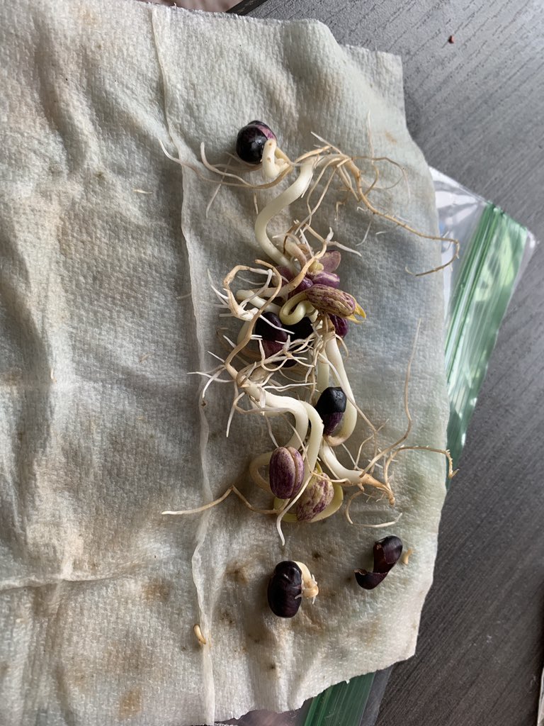 mentaljilness's tweet photo. u can literally just grow some beans if u want to https://t.co/nesmb9t4cz
