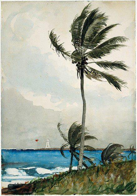 Winslow Homer, Palm Tree, Nassau; watercolor and graphite on off-white wove paper [1898]