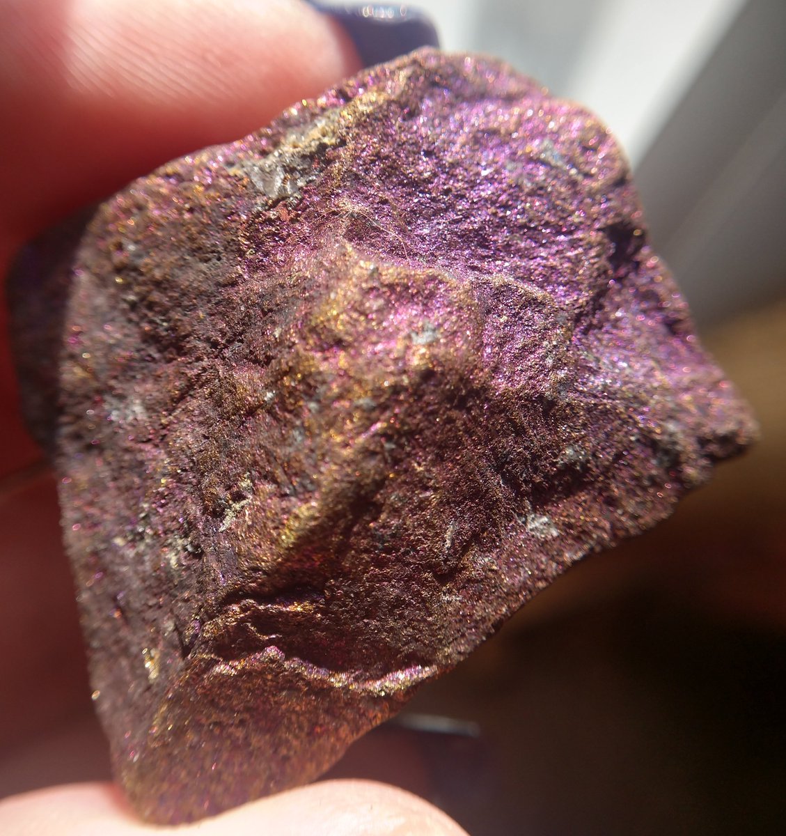 Day 5  #Rocktober  #PurpleNGL, I like rocks cause they're pretty. Like this piece of Chalcopyrite!  It's a copper iron sulfide mineral, which is typically brass yellow. This one has a purple tarnish to it, and it glitters! Thanks to  @FossilLocator for the identification. 