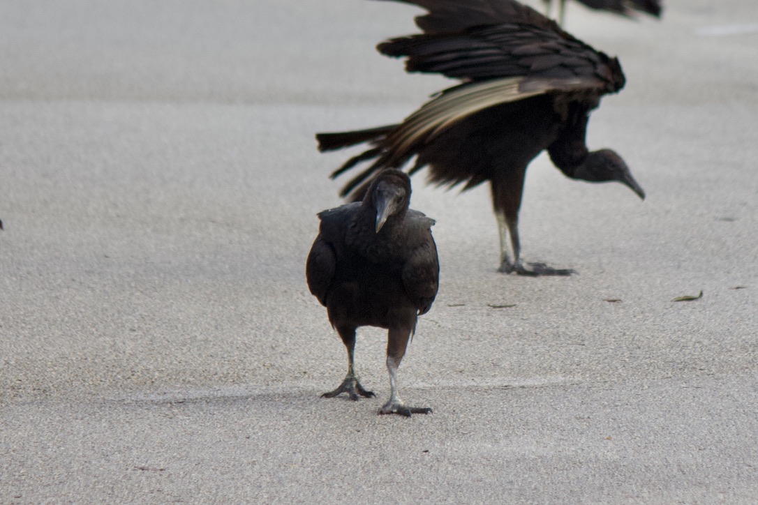 33. black vulture. another one that tries my "all animals are perfect" stance (they're big nuisances). but i will soldier on! they don't make your usual bird calls because they lack the necessary vocal organ. instead they make bark-like sounds that have scared the shit out of me.