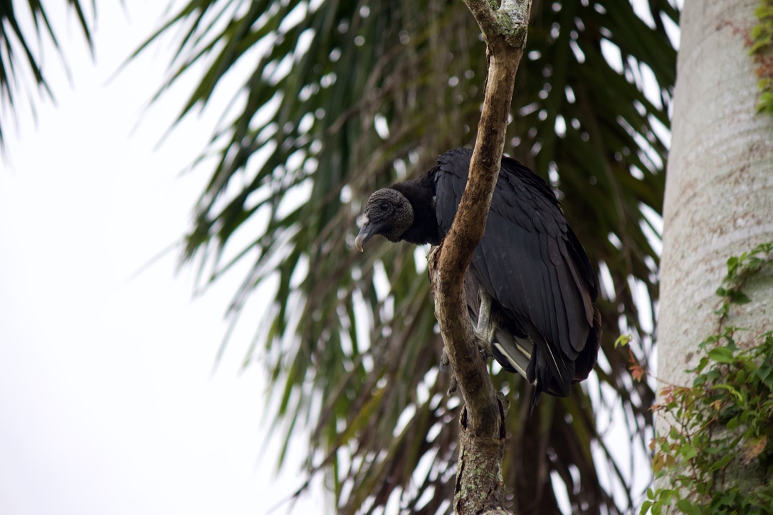 33. black vulture. another one that tries my "all animals are perfect" stance (they're big nuisances). but i will soldier on! they don't make your usual bird calls because they lack the necessary vocal organ. instead they make bark-like sounds that have scared the shit out of me.