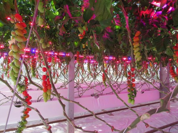 Horti Daily (@hortidaily) on Twitter photo "Deep Water Culture continues to give encouraging results" <a href="/phytoponics/">Phytoponics</a>
hortidaily.com/article/925568… "Deep Water Culture continues to give encouraging results" <a href="/phytoponics/">Phytoponics</a>
hortidaily.com/article/925568…