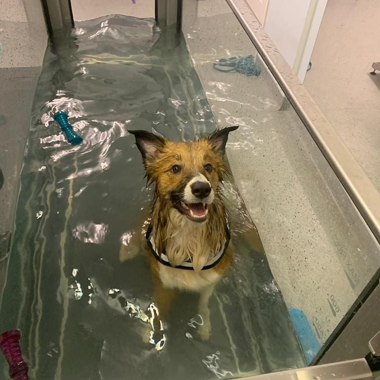 WeAcceptPets's tweet photo. Footfalls is a physiotherapy and hydrotherapy centre in Southend-on-Sea, Essex. The team her are very caring and your pet will be in the very best hands.
https://t.co/gqTDZoCmc1
#Physiotherapy #Hydrotherapy #PetTherapy #Essex #UK @FootFallsPhysio https://t.co/3hQ3nmWwcI