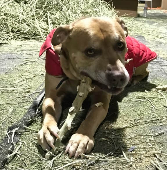 PurePetCBD's tweet photo. One of the perks of being a hemp farmer's dog is getting to chew on the stalks. YUMMY! #cbddogs https://t.co/qexiAzaIDA