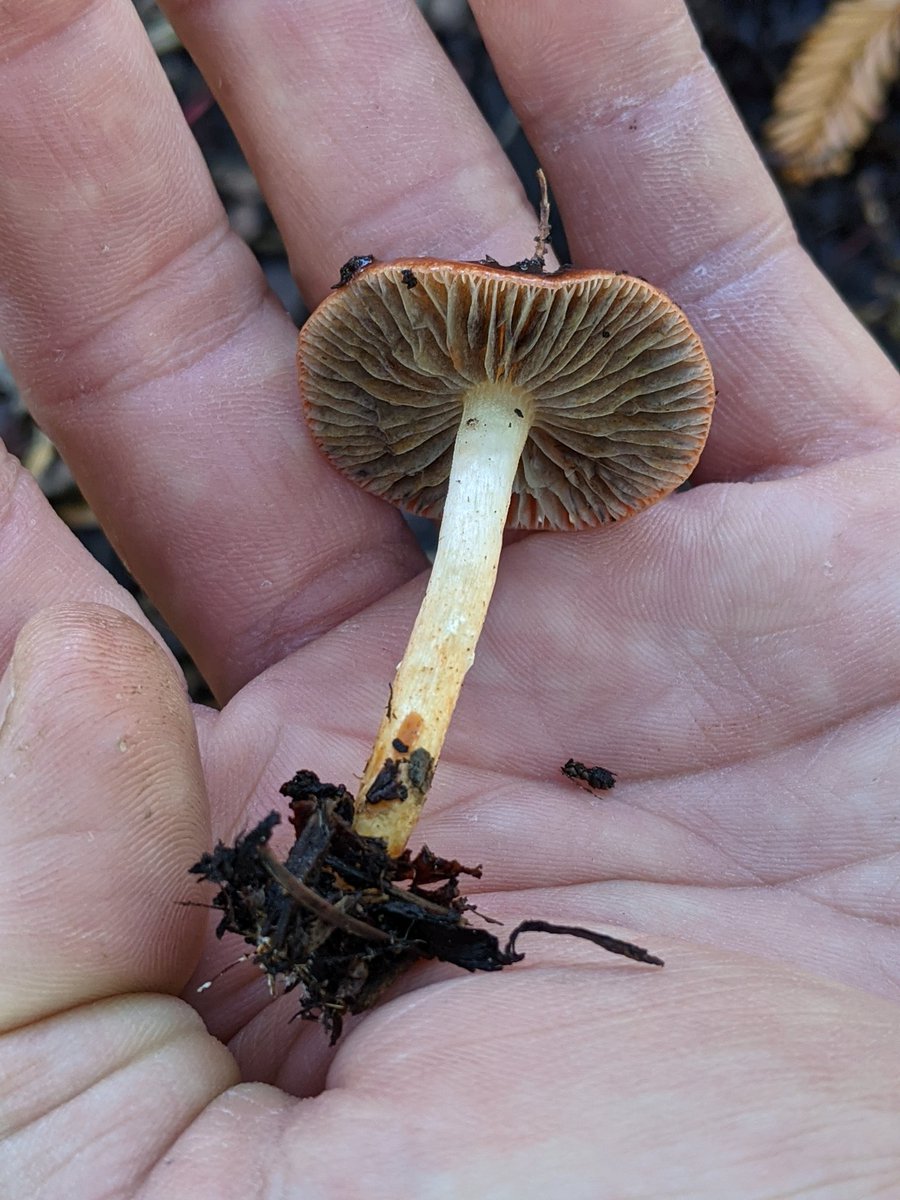 SwyerNoel's tweet photo. @Jamiewa50042387 Not white gills https://t.co/ETAhpAvQw9
