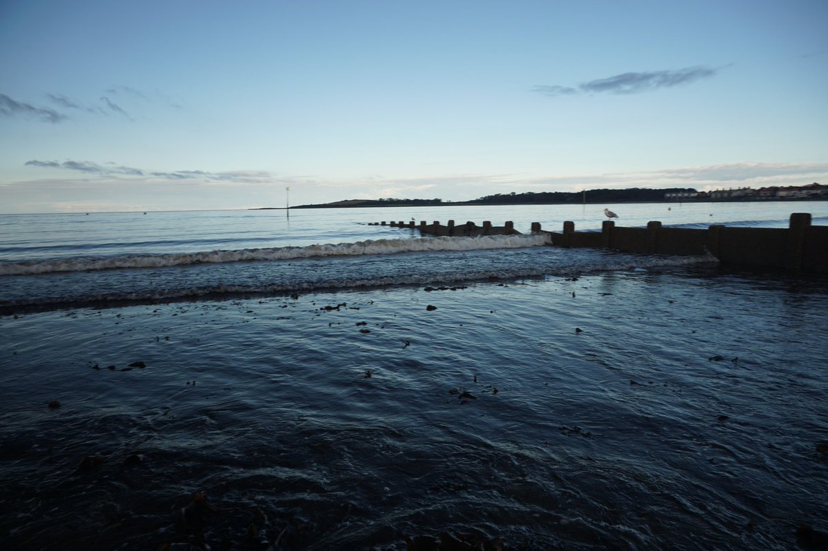 Peninsula Kelp company (@companykelp) on Twitter photo 