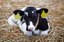 Adopt a Cow in your classroom or youth group - FREE!!
Get:
 - Name/B-day/Photos 
 - Where she lives 
 - Stories
 - How the farmer takes care of her 
 - Activities, PowerPoint &amp; Common Core lesson   

Register by Oct 15:  discoverdairy.com/adopt-a-cow/