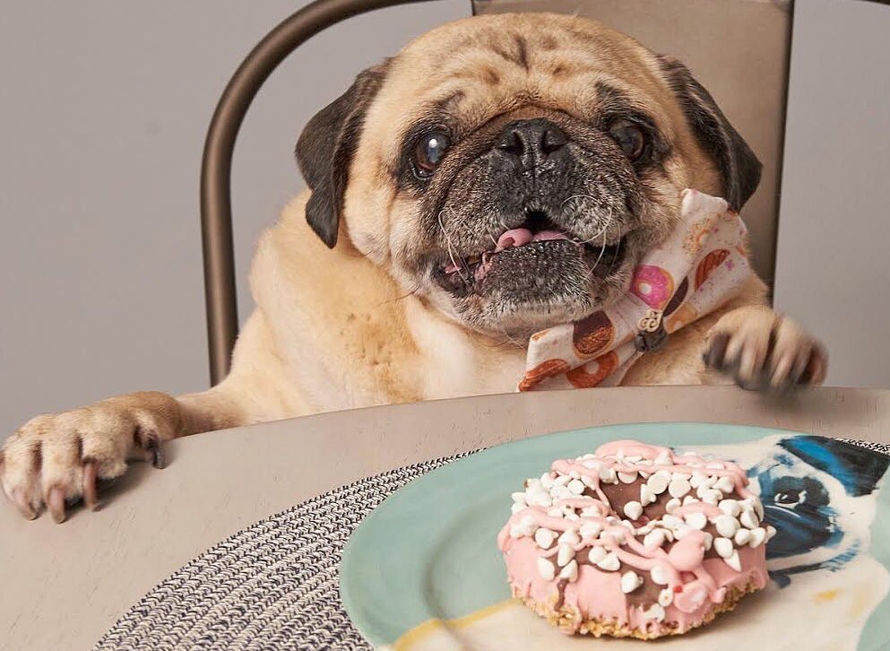 After exercising I enjoy a donut... Just kidding!!!! I don’t exercise! -Bodie 🤣🍩🤣🍩🤣🍩🤣