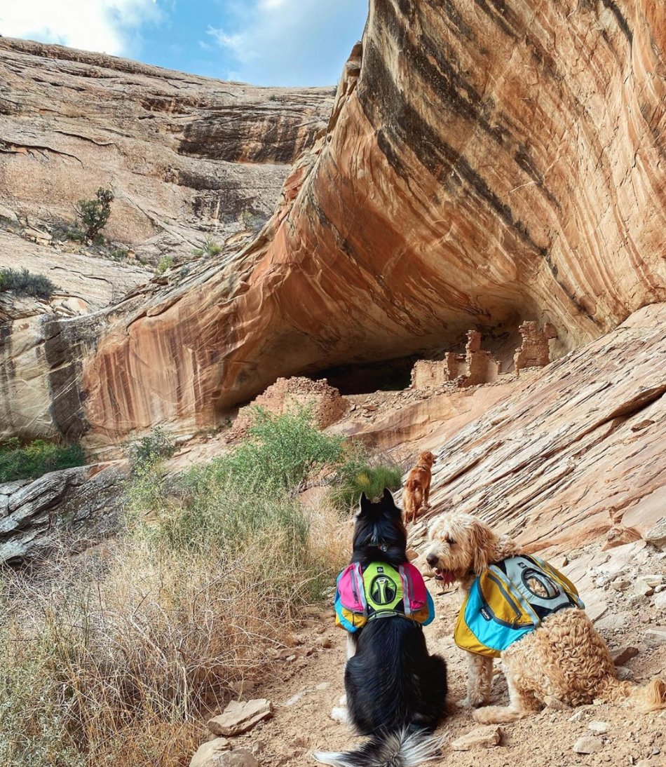 myalphapak's tweet photo. Our Pak Member, @goldentrailz, loves using her dog packs to carry extra water and treats on sunrise hikes! π
Find your favorite dog pack: https://t.co/60stkEbnte #alphapak #campingwithdogs #doggear https://t.co/JTNTuZwwoP