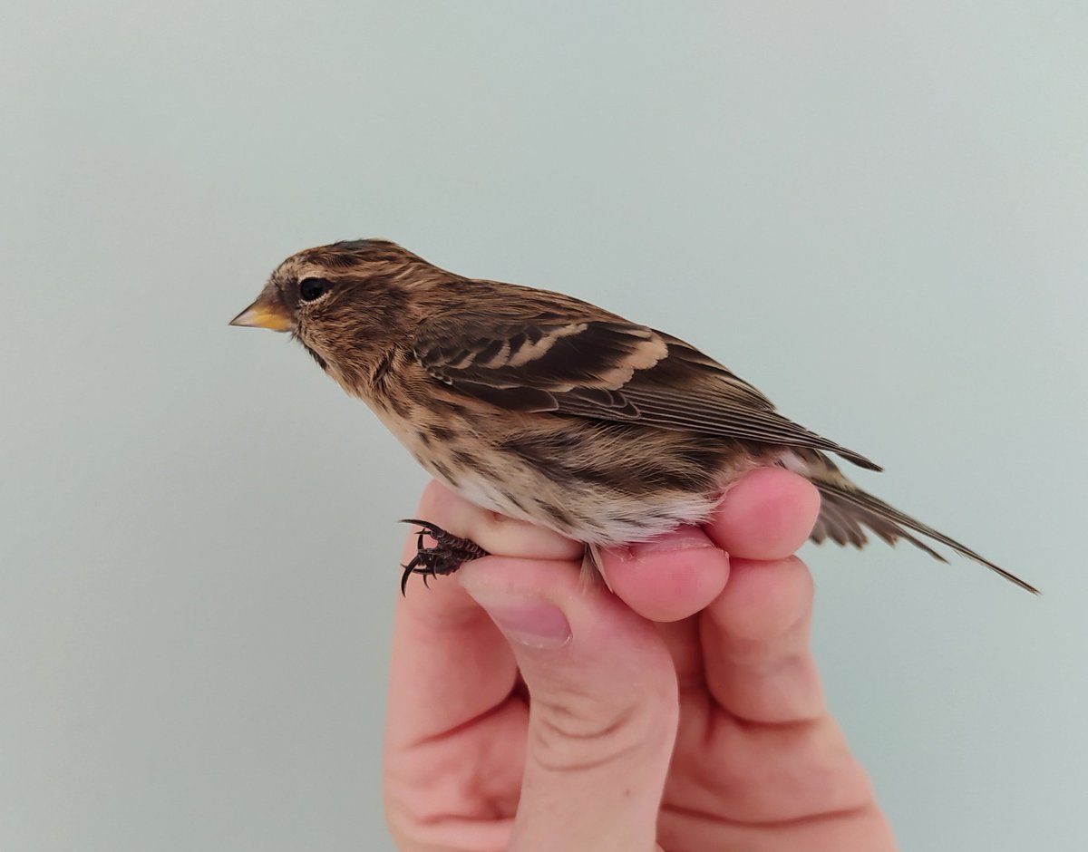 JDBirding's tweet photo. Great to ring my first Lesser Redpolls of the autumn this morning #birdringing #migration @_BTO @Lincsbirding https://t.co/4Z6WlrWYJT