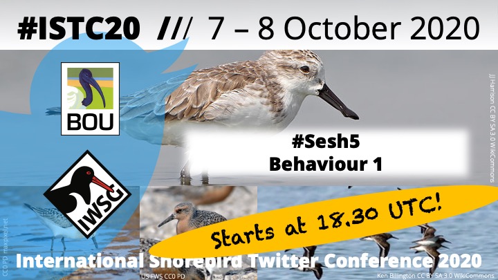 Thanks to @diegolunaq @BirdsCaribbean @BrianGTavernia @sandrabginer @TheBirdieNerdie @pish_chick @Esteban_birds and Chair @eveconnection for a great #ISTC20 #Sesh4.

Coming up at 16.30 UTC - #Sesh5 (Behaviour 1)
See bou.org.uk/conference/ist…  

#ornithology #shorebirds #waders