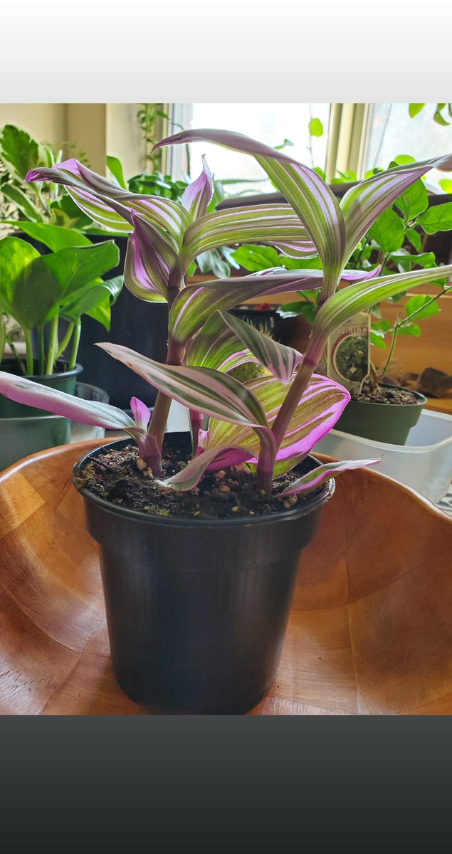 bhk_fdo's tweet photo. This beauty came to our home 🏡 on #saturday #plantmomma #winnipegplantstore https://t.co/iA03J4jDH8