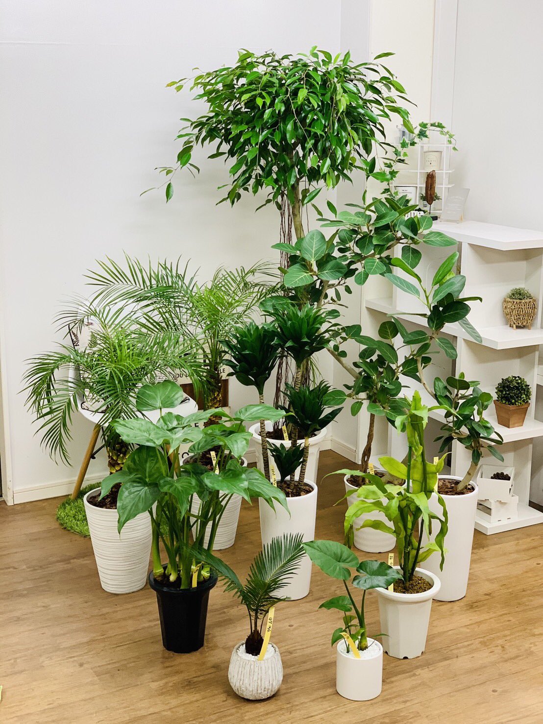 観葉植物のお店 E Ran 10月2日入荷の植物達です٩ ᐖ و ベンジャミン ヌダ ドラセナ コンパクタ ベンガレンシス フェニックスロベリニー シマクワズイモ 月下美人 クワズイモ ソテツ 観葉植物専門店e Ran T Co Pmy2co7clw T Co