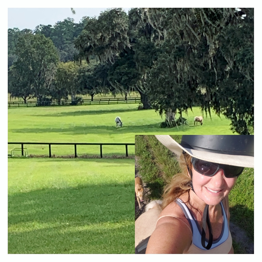 Glory's last ride!  Now she's in beautiful Ocala to enjoy the grass, relax and feel better. #horseretirement
